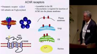 Myasthenic Syndromes and CDGs [upl. by Rinum138]