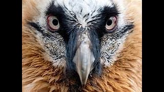 THE BEARDED VULTURE [upl. by Palecek]