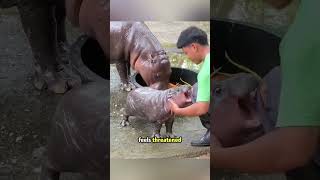 The adorable and rare pygmy hippo cuteanimal animalsofyoutube petlovers [upl. by Regor951]