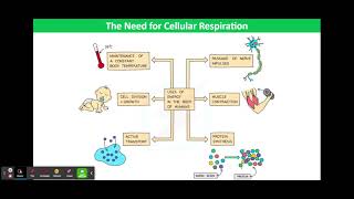 The Need for Cellular Respiration [upl. by Lovato]