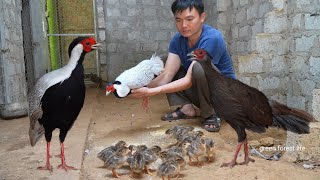 A flock of white pheasants have just hatched Robert  Green forest life [upl. by Hieronymus]