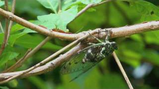 Cicada Cigales du Japon 蝉 セミ [upl. by Nisaj]