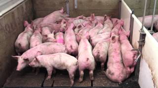 Smart Pig Handling  Part 1 of 2  Basic Pig Behaviour [upl. by Aleekat]