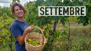 ORTO a SETTEMBRE Semine trapianti e consigli del mese [upl. by Shawn]