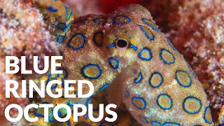 Worlds Most Deadly Octopus ft Blue Ringed Octopus [upl. by Ahseiyn]