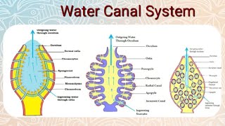 Water Canal System in Porifera sponges  Animal Diversity  BSc  BZYCT 131  LSE9 du ignou [upl. by Yettie331]