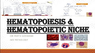 Hematopoiesis amp Hematopoietic Niche  Images  Master Charts  Made Easy [upl. by Ayanal]