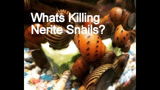 Nerite Snails Why They Die In Your Freshwater Aquarium [upl. by Simonsen]