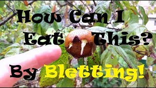 Learn About the Ancient Medlar Fruit amp The Process of Bletting [upl. by Byrdie]