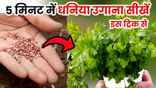 मात्र 5 मिनट में धनिया उगाने का जादुई तरीका । How to grow coriander at home  dhaniya kaise ugaye [upl. by Werra]