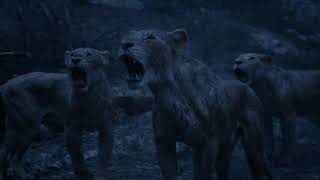 The Lion King 2019  Circle of life Reprise Danish Subs amp Trans [upl. by Anaiad]