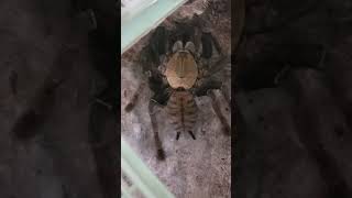 My Omothymus schioedtei or Malaysian Earth Tiger tarantula spider tarantula arachnid [upl. by Aicram]