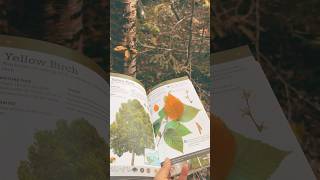 Should We Do a Tree Identification Video educational homeschool educationalvideo trees fall [upl. by Nikolas709]