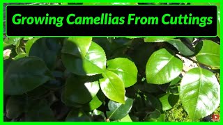 How to Grow  Propagate Camellias from Cuttings [upl. by Inafets]