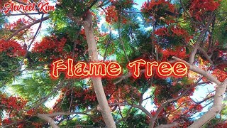 Fiery Beauty  Flame Tree [upl. by Katlin]