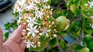 SUCULENTA ÁRVORE DE JADE COM FLORAÇÃO suculentasárvoresplantasdecasaplantasdobrasiledomundo [upl. by Sissy147]