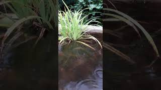 Thunderstorm Rain At The Nature Pond [upl. by Arianna]