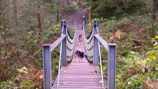 Hängebrücke im Harz [upl. by Nashner]