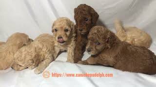 Four week old toy poodle puppies [upl. by Lundberg]