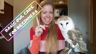 BASIC OWL CARE FOR BEGINNERS DOS amp DONTS [upl. by Gamages]