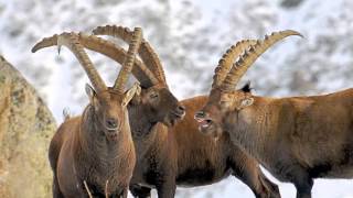 La Fauna alpina della Valle dAostaATTIMI dInverno [upl. by Norb]