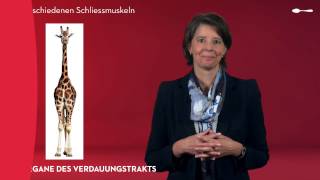 Das Verdauungssystem  Die Anatomie des Verdauungstrakts [upl. by Orlantha]