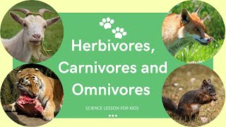 Herbivores Carnivores and Omnivores  What Animals Eat  Types of Animals  Science Lesson for Kids [upl. by Yojenitsirk29]