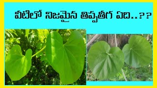 Medicinal Plant  Tinospora cordifolia  Pergularia daemia  తిప్పతీగ  దుష్టపుతీగ [upl. by Loveridge]