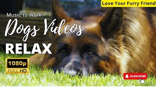 Dog Music  Relaxing Sounds for Dogs with Anxiety Helped 1 Hours Dogs Worldwide [upl. by Gnuhn361]