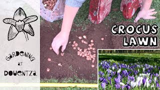 How to Plant amp Grow a Crocus Lawn  Spring amp Autumn Flowering Crocuses [upl. by Brabazon973]