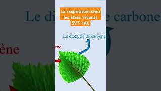 La respiration chez les êtres vivants SVT 1AC [upl. by Annyahs]