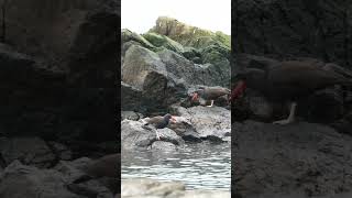 Black Oystercatchers feeding [upl. by Efron756]