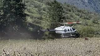 Low Flying Helicopter Pollinates Orchard [upl. by Ashwin417]