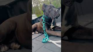 Cane Corso Mermaid Candy Herm Sprenger Neck Tech Collar amp Primal K9 Leash canecorso dogshorts [upl. by Yarezed]