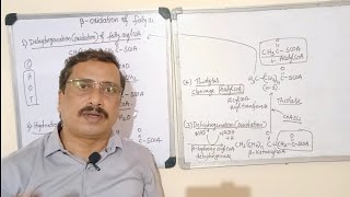 Oxidation of fatty acids [upl. by Gnaig749]