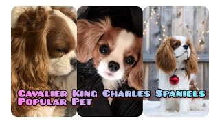 OMG The Famous Cavalier King Charles Spaniel Dog Pet You Dont Know About  Cute Pets Bonding [upl. by Aerdied]