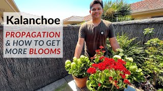 Kalanchoe  Easiest Way To Have Alot of Blooms and Propagation Tips [upl. by Garratt]