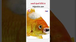 How to identify cotton wool disease  కాటన్ వూల్ డిసీస్ ని గుర్తించడం ఎలా  Fishery News Telugu [upl. by Oiluj]