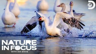 Nature in Focus  Great Bird Migrations [upl. by Opalina]