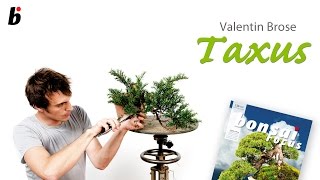 Schönheit aus dem Nichts Valentin Brose Taxus cuspidata [upl. by Cung]