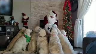 Golden Retrievers Sit In Front of Santa for Treats  15213507 [upl. by Ahsinhoj]