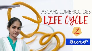 Life Cycle of Ascaris lumbricoides in Telugu  Part2 [upl. by Idnahk930]