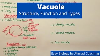 Vacuole Structure Function and Types  Easy Biology [upl. by Akiras]