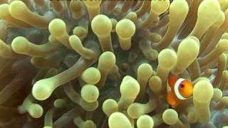 Anemonefish [upl. by Xever]