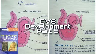 CVS Development part 5  Partioning of AV Canal and Atria [upl. by Mara]