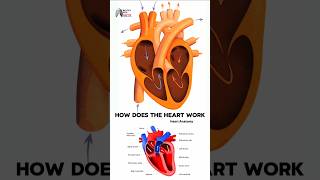 How does the heart work medical animation 3d short [upl. by Kohcztiy]