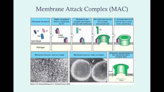 Terminal Complement Deficiencies  CRASH Medical Review Series [upl. by Airdnalahs]