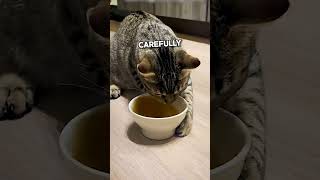 Secret Tea That Makes Cats Go Crazy😂 [upl. by Leonardo]