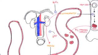 Endocrinology  Renal Hormones [upl. by Annoirb235]