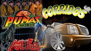 ☆☆corridos perrones 💥 con los pumas del norte los mejores corridos ✴️ [upl. by Sierra]